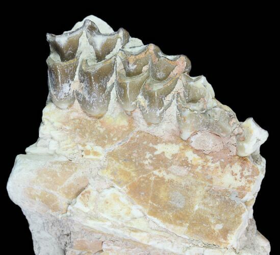 Oreodont (Leptauchenia) Jaw Section - South Dakota #101819